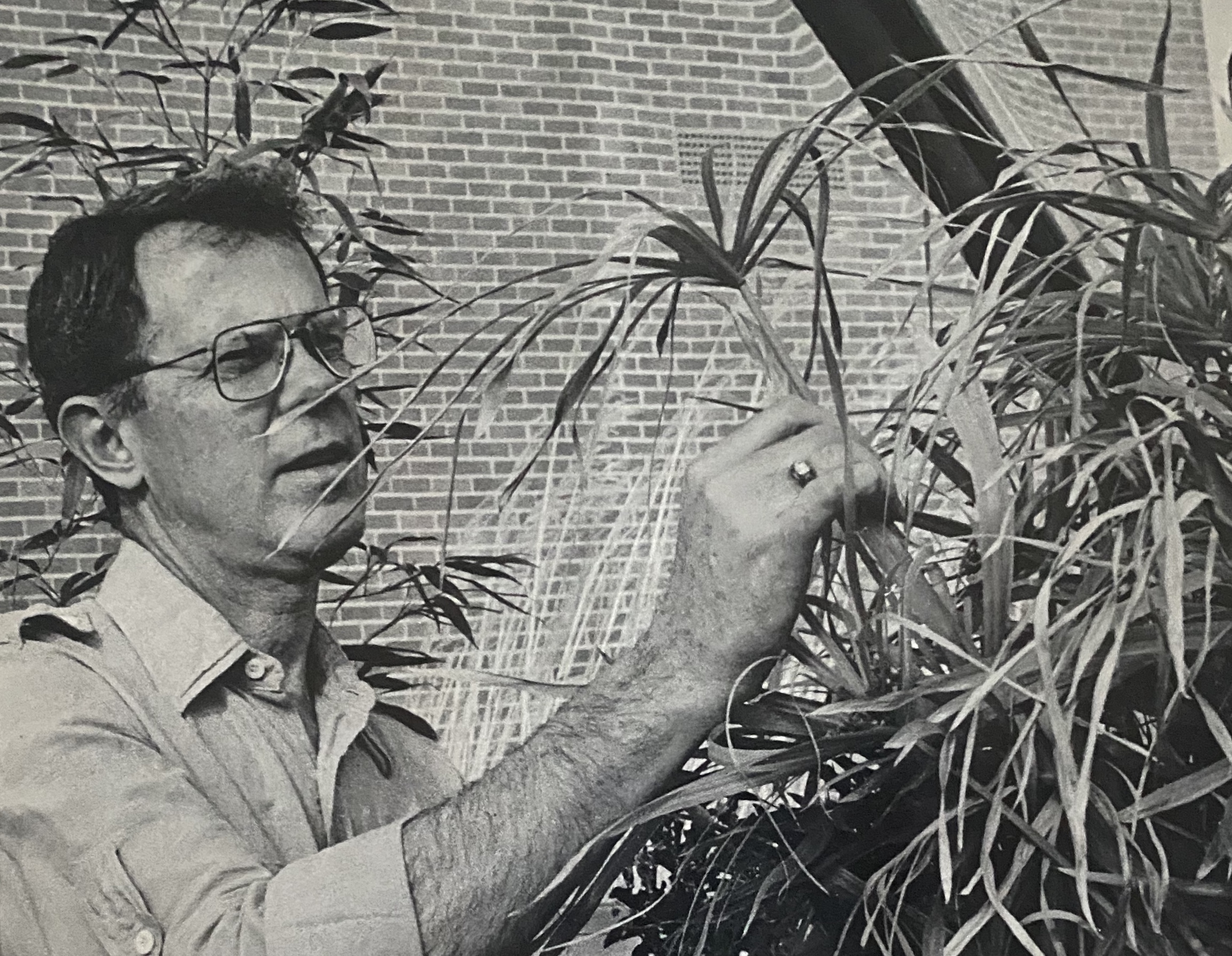 A black and white photo of a young George Potts tending plants